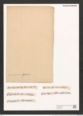Nitzschia cocconeiformis Grun. (de-Toni-Nr.: Genus 47, Species 1996) Zeichnungen Sammlung Grunow (NHMW-BOT-W0371680)